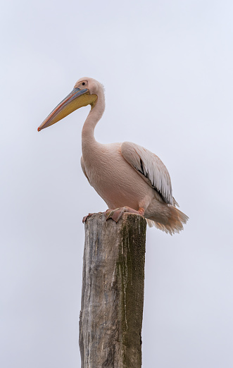Great White Pelican in Walvis Bay, Namibia