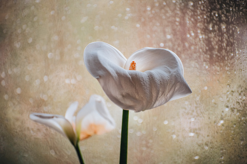 Beautiful white flower of a calla. Spring flowering in an Italian garden in Liguria.