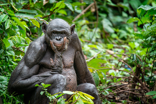Retrato de un adulto Bonobo (Pan paniscus, chimpancé pigmeo) photo