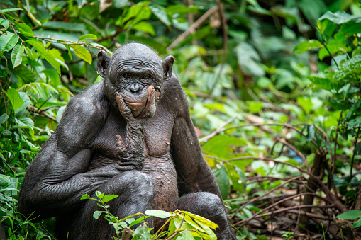 The bonobo chimpanzees hugging in the wilderness in Democratic Republic of the Congo