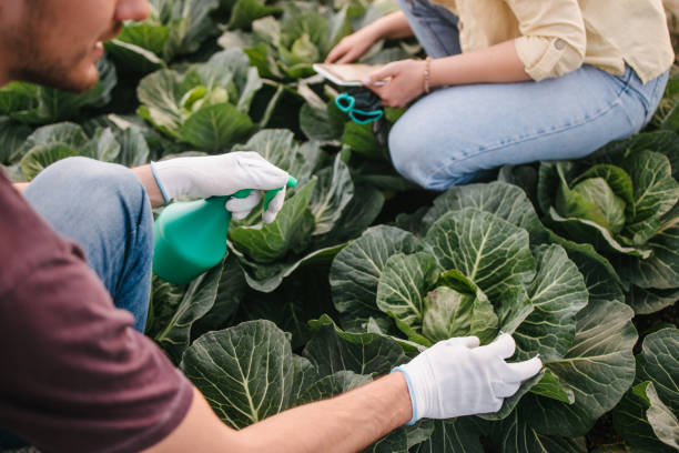 istock Agricultural worker in greenhouse 1372115298