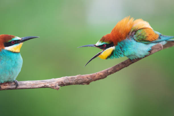 istock beautiful colored birds clash on a branch 1372116187