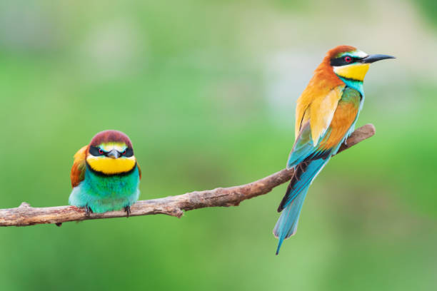 istock funny beautiful birds sit on a branch 1372116190