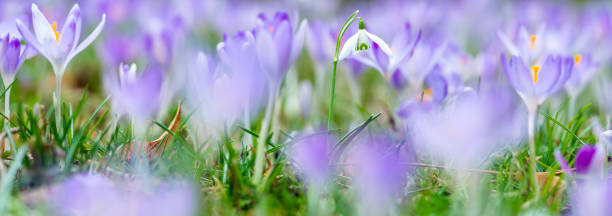 istock A single snowdrop between beautiful purple crocuses 1372116667