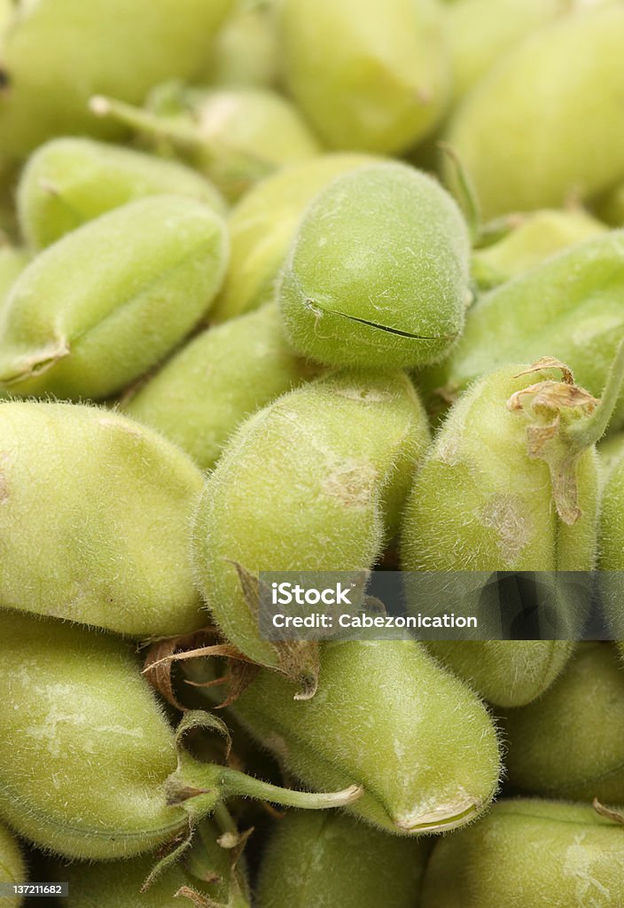 garbanzo primas - Foto de stock de Agricultura libre de derechos