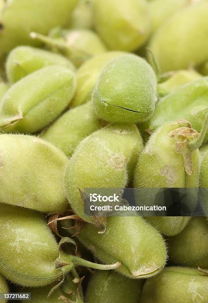 Garbanzo Bruto - Fotografias de stock e mais imagens de Agricultura - Agricultura, Alimentação Saudável, Amontoar