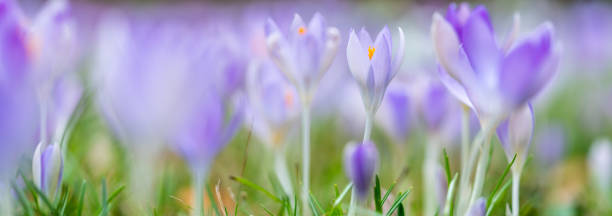 istock Beautiful purple crocus flowers growing on a meadow 1372117361