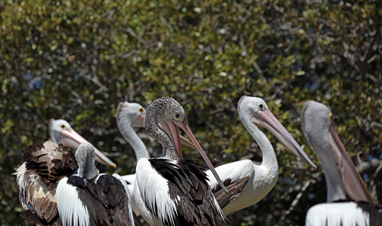 Dalmatian pelican fighting (Pelecanus crispus)