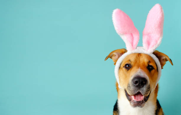 perro divertido con orejas de conejo y boca abierta sobre el fondo azul. perro de raza oriental de tres colores. - disfraz de conejo fotografías e imágenes de stock