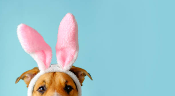 divertida cara de perro vestida con orejas de conejo. perro de raza avanzada con disfraz de pascua. - easter easter bunny fun humor fotografías e imágenes de stock