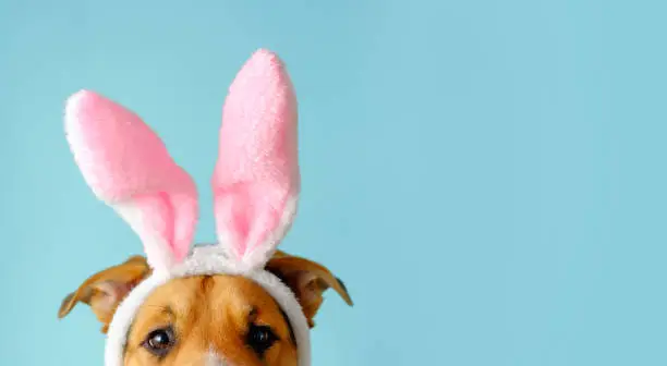 Photo of Funny dog face dressed up bunny ears. Outbred dog in easter costume.