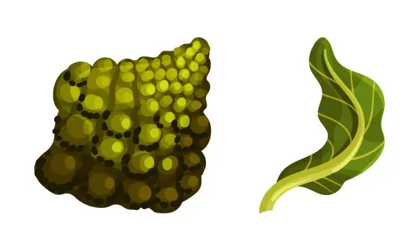 Vector illustration of Romanesco Broccoli or Roman Cauliflower with Leaf as Raw Salad Ingredient Vector Set