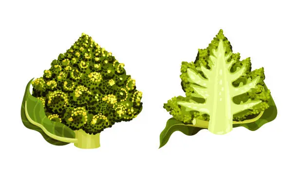 Vector illustration of Romanesco Broccoli or Roman Cauliflower as Raw Salad Ingredient Vector Set