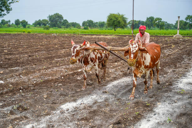 istock Indian farmer working with bull at his farm. 1372119867