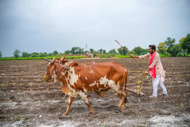 Indian farmer working with bull at his farm. Indian farmer working with bull at his farm. bullock cart india stock pictures, royalty-free photos & images