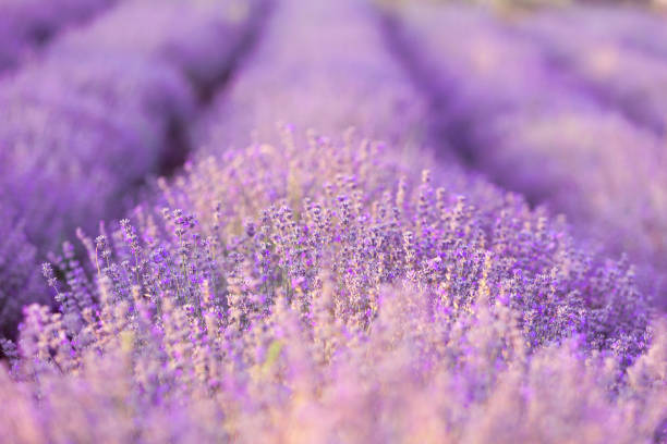 istock Violet lavender field close up 1372121960