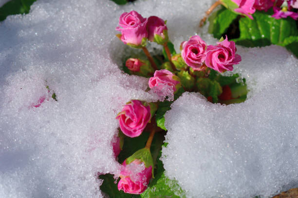 A delicate pale yellow rose blanketed with fresh snow, symbolizing the contrast between the fragility of nature and the harshness of winter. The green leaves and soft white snow create a serene and poetic composition, perfect for evoking a sense of calm and beauty in the midst of cold weather.