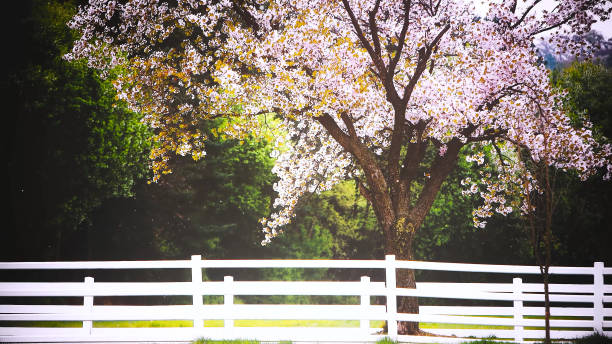 istock Beautiful spring scenery with cherry blossom petals blowing in the fresh wind 1372123370