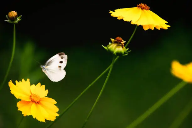 Beautiful yellow wildflowers and beautiful cabbage white butterflies blooming in the fresh spring field are swaying in the spring breeze and flying among the flowers.