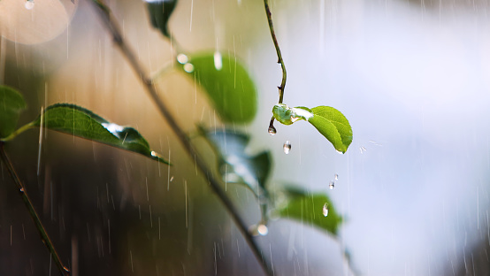 On a warm spring day, the fresh spring rain falling on the green leaves, the clean water droplets on the buds of the branches, and the sound of birdsong and rain