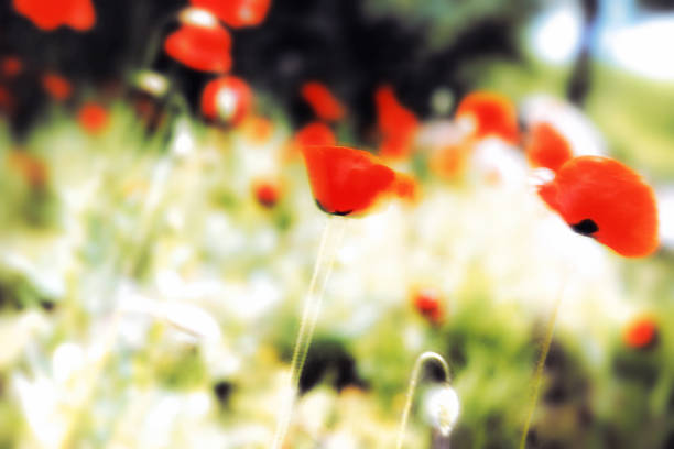 istock A spring day with red poppies swaying in the wind like a dance 1372123381