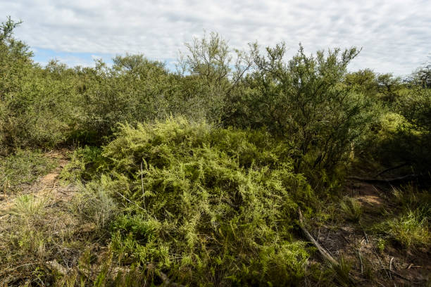 istock Calden forest landscape, La Pampa province, 1372123439