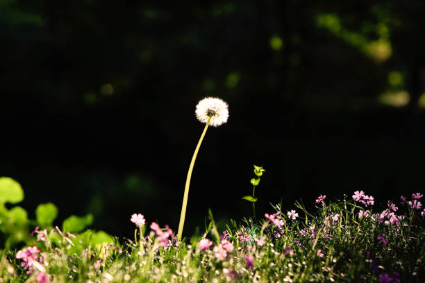 istock Dandelion flowers and pretty flower fields heralding a fresh morning spring 1372123447