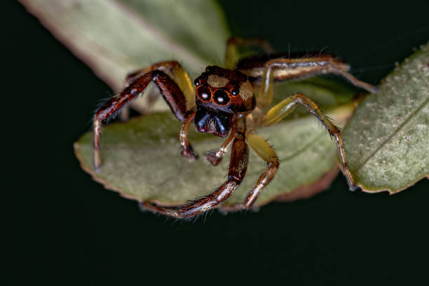 istock Male Adult Jumping Spider 1372123510