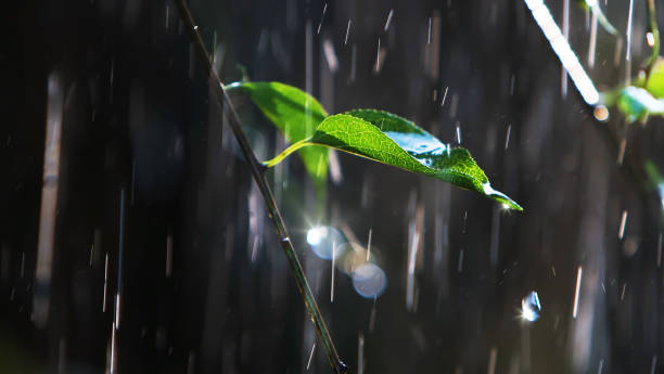 istock Fresh showers and sparkling raindrops falling on green leaves 1372123596