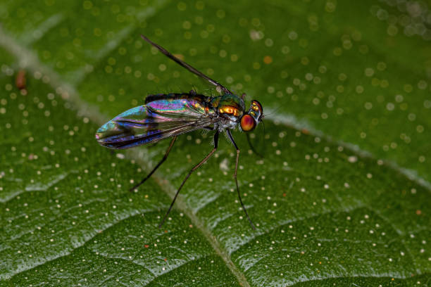 istock Adult Long-legged Fly 1372123635