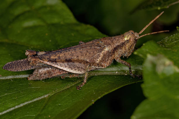 istock Adult Short-horned Grasshopper 1372123662