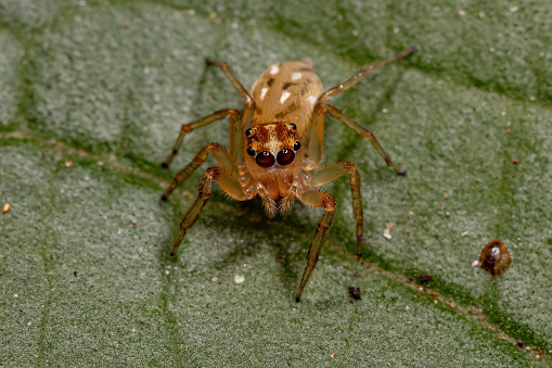 Adult Female Jumping spider of the Genus Noegus