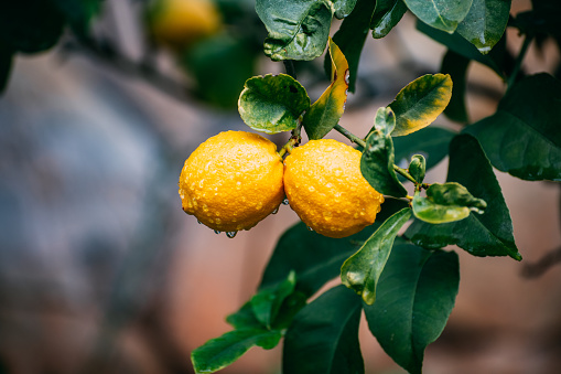 Lemons on the Branch After the Rain