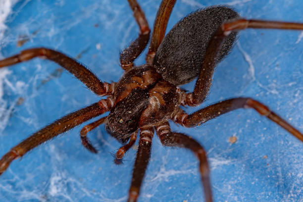 istock Adult Recluse Spider 1372124993