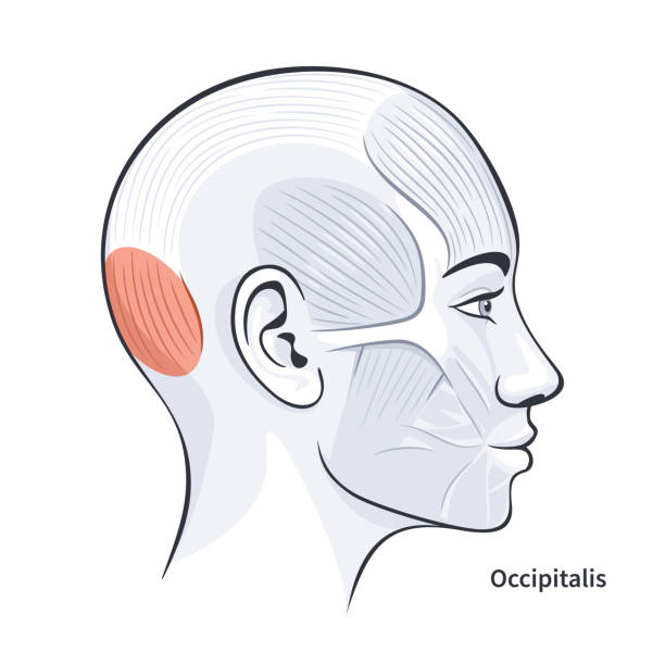 illustrazioni stock, clip art, cartoni animati e icone di tendenza di occipitalis muscoli facciali femminili illustrazione vettoriale di anatomia dettagliata - muscolo umano