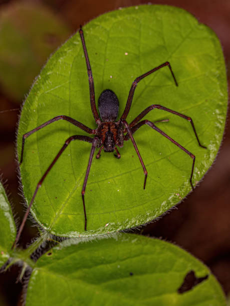 istock Adult Recluse Spider 1372125288
