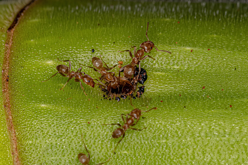 Adult Cecropia Ants of the Genus Azteca on a Cecropia trunk