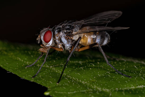 istock Adult Bristle Fly 1372125425