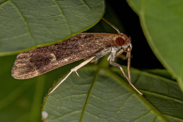 istock Adult Crambid Moth 1372125451
