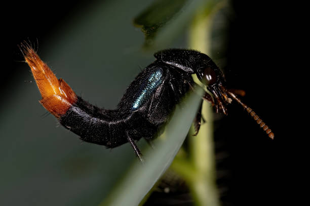 escarabajo rove adulto - asnillo fotografías e imágenes de stock