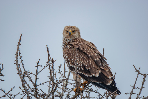 Eastern imperial eagle (Aquila heliaca). Wildlife animal.