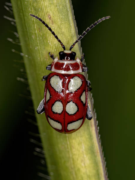 大人ノミビートル - ladybug insect leaf beetle ストックフォトと画像
