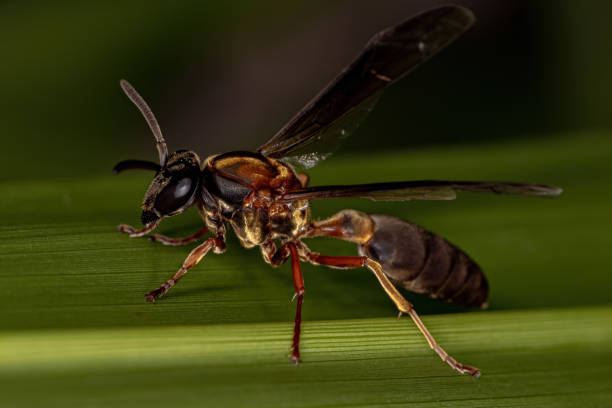 Adult Long-waisted Honey Wasp