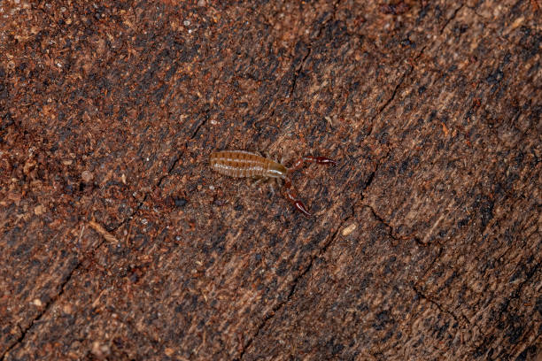 Small Pseudoscorpion Arachnid Small Pseudoscorpion Arachnid Chelicerate of the Order Pseudoscorpiones pseudoscorpion stock pictures, royalty-free photos & images