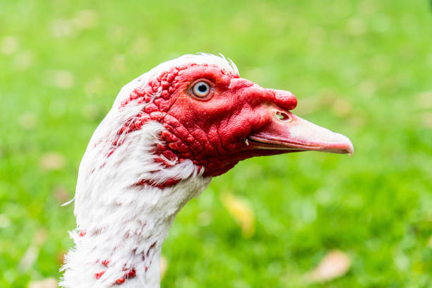 istock White muscovy duck with red face. Close up on green grass farm backyard 1372126580