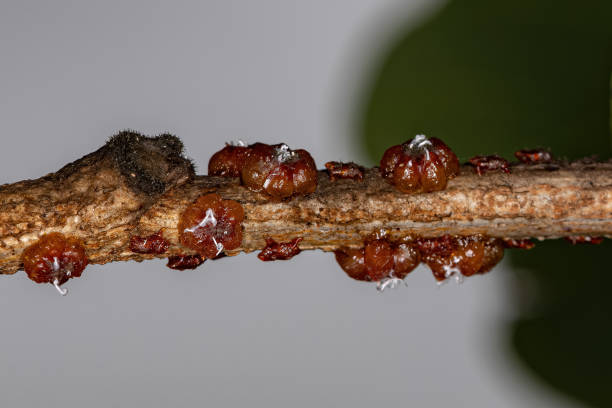 kleine lackproduzierende wollläuse - scale insect stock-fotos und bilder