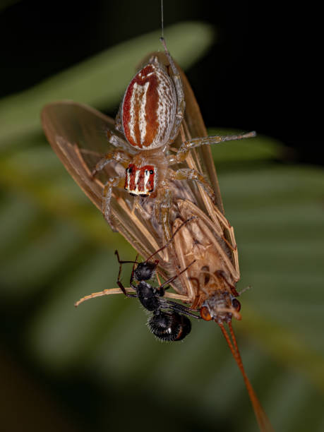 istock Female Jumping Spider preying an Caddisfly with a Ant 1372126621