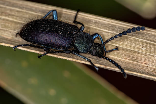 istock Adult Comb-clawed Darkling Beetle 1372126626
