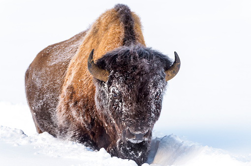 Frozen American Bison (Bison bison) standing in snow, looking at camera, Yellowstone National Park, Wyoming, United States