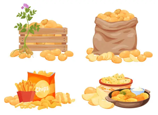 Vector illustration of Potato products set vector flat illustration. Chips, boiled, baked, french fries, whole, slice, half